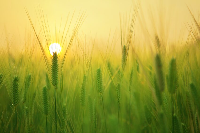 Dicono di noi… Agricoltura 100 – Quaderni Regione Piemonte