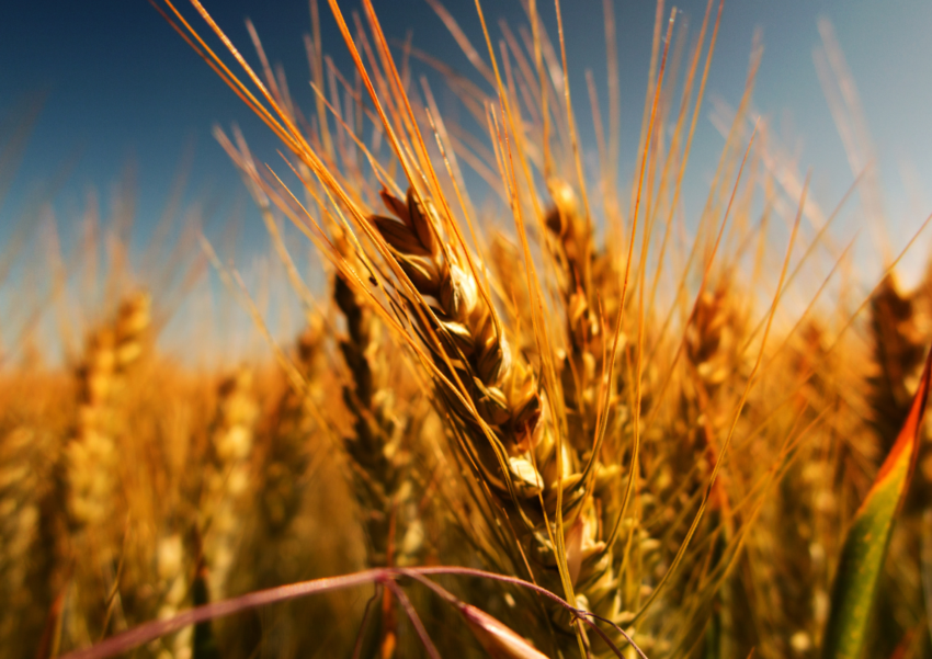 Poster – TELECER – Applicazione del telerilevamento per il miglioramento produttivo e qualitativo dei cereali per le filiere avanzate